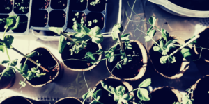 Abundant Life You Were Made for the Not Yet Blog Post Banner