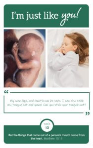Flashcard showing fetus at week 13