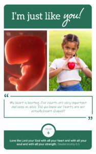 Flashcard showing fetus at week 6