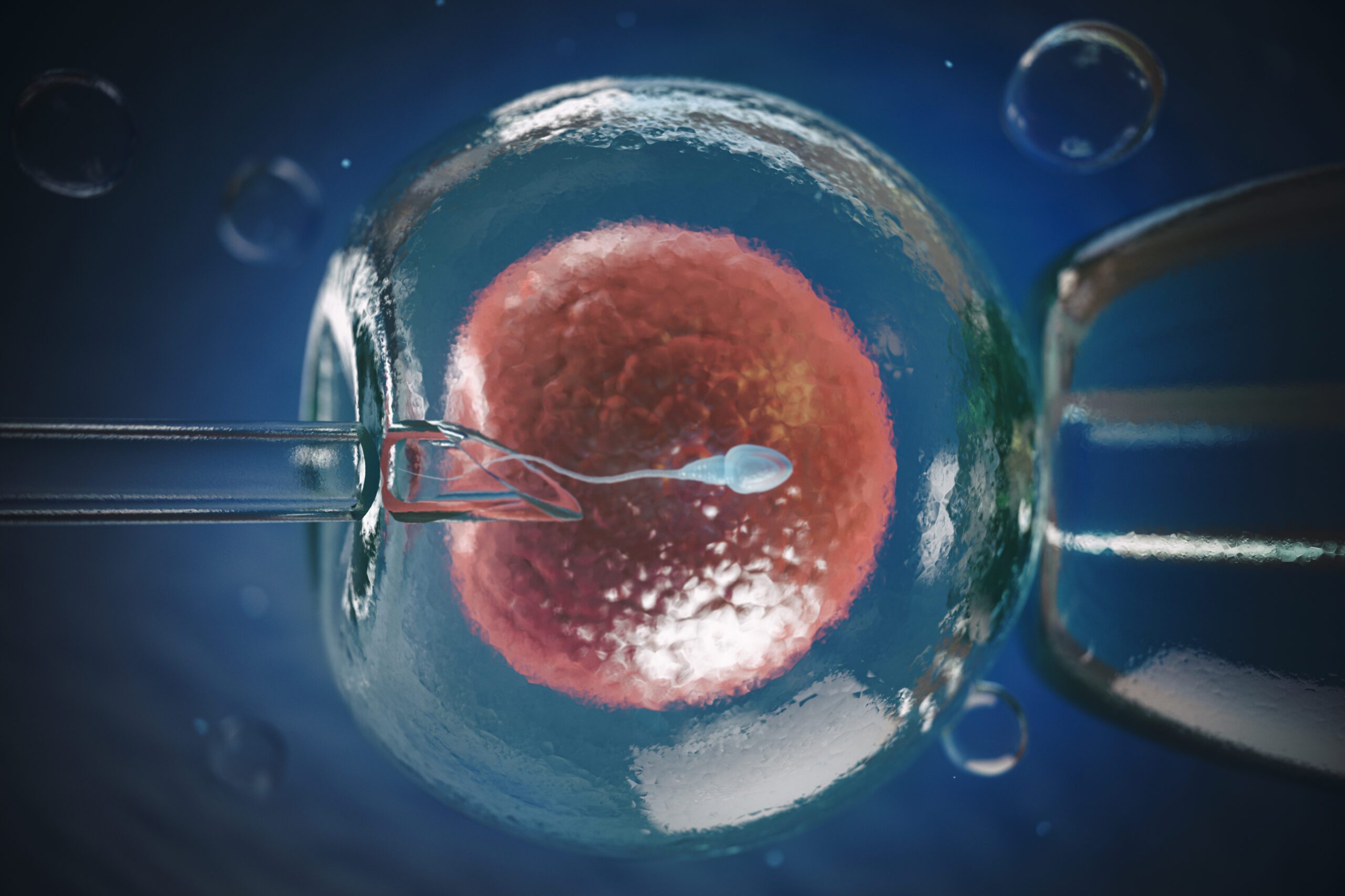 Artificial insemination, in vitro fertilization IVF of human egg cell or fertility treatment. 3d illustration