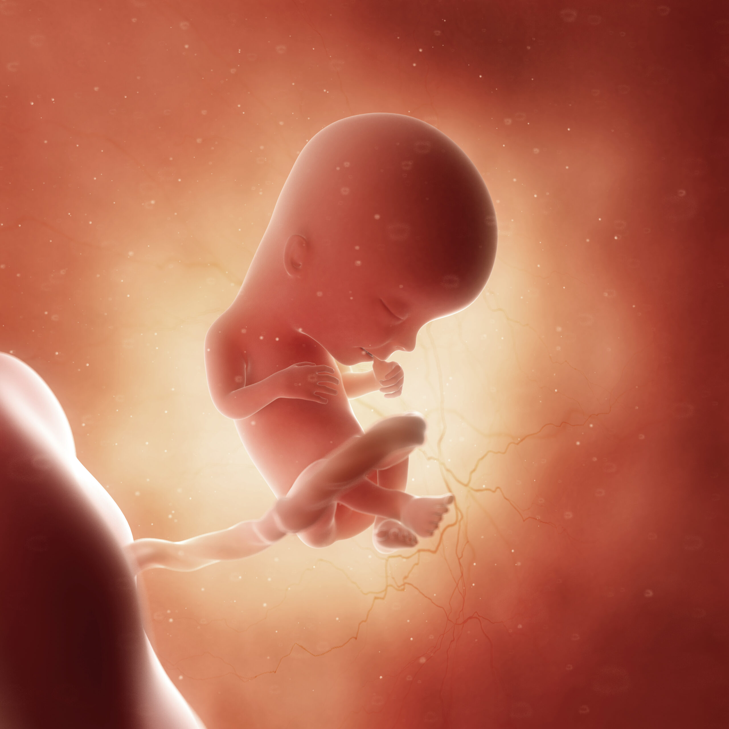 Baby in utero at 13 weeks
